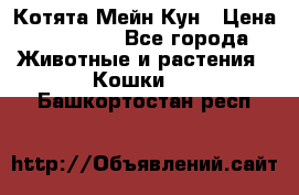 Котята Мейн Кун › Цена ­ 15 000 - Все города Животные и растения » Кошки   . Башкортостан респ.